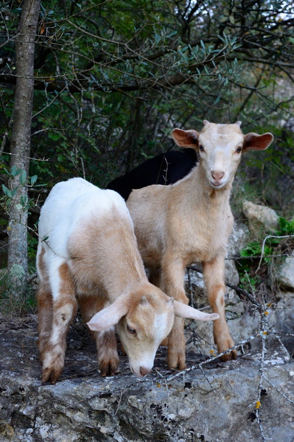 Chevreaux des Pyrénées